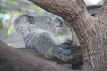 koala in a zoo in chiang mai in thailand  © frdric