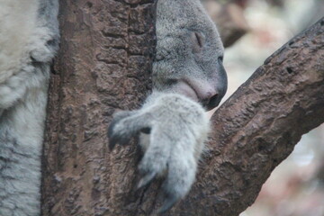 koala in a zoo in chiang mai in thailand  © frdric