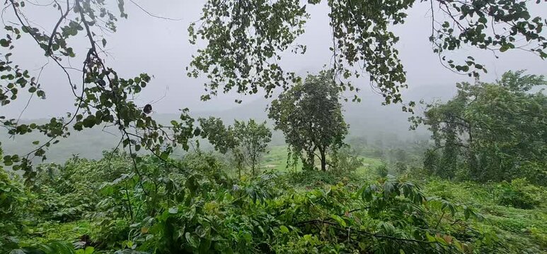 Trees and Lush Greenery Swaying in Strong Wind During Monsoon Storm in Mountain Landscape