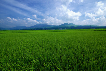 Obraz premium 熊本県 阿蘇の農村風景