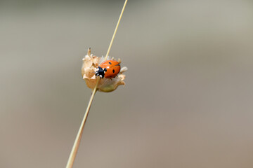 A macro view of a seven-spot ladybug (Coccinella septempunctata) resting on a dried seed head attached to a thin, vertical grass stem against a soft-focus background. © IbrahimAlkan