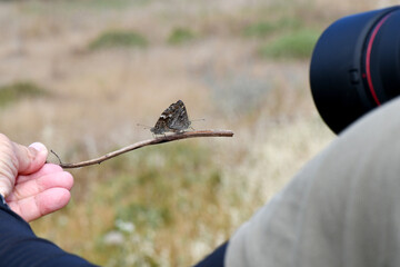 A over-the-shoulder shot showing a photographer lining up a macro photo lens to capture a mating pair of Cyprus Grayling butterflies (Hipparchia cypriensis) perched on a twig held steadily by a hand  © IbrahimAlkan