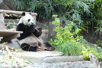 giant panda in a zoo in chiang mai in thailand  © frdric