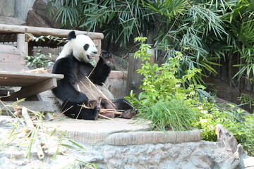 giant panda in a zoo in chiang mai in thailand  © frdric