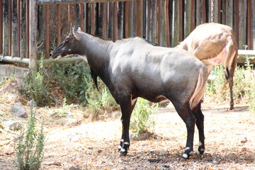 nilgai in a zoo in chiang mai in thailand  © frdric