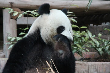 giant panda in a zoo in chiang mai in thailand  © frdric