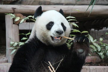 giant panda in a zoo in chiang mai in thailand  © frdric