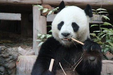 giant panda in a zoo in chiang mai in thailand  © frdric