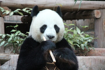 giant panda in a zoo in chiang mai in thailand  © frdric