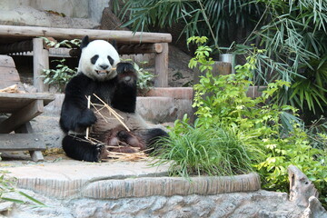 giant panda in a zoo in chiang mai in thailand  © frdric