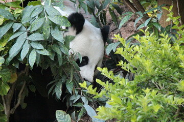 giant panda in a zoo in chiang mai in thailand  © frdric