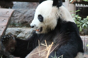 giant panda in a zoo in chiang mai in thailand  © frdric
