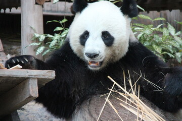 giant panda in a zoo in chiang mai in thailand  © frdric
