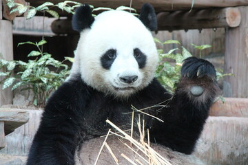 giant panda in a zoo in chiang mai in thailand  © frdric