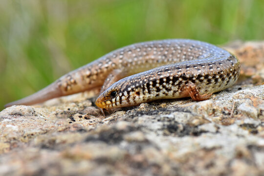 Full body macro photo of an ocellated skink (Chalcides ocellatus) curling on a stone in natural light.
