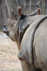 indian rhinoceros in a zoo in chiang mai in thailand  © frdric