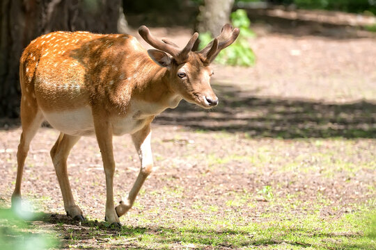 Fallow deer in the run