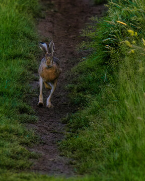 Wild hare running swiftly along a narrow dirt path flanked by green grass and bushes