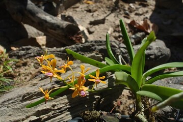 Vanda testacea orchid with yellow flowers blooming in tropical forest © Nawarat