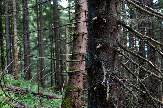 Two spruce trunks with bare side branches form a tangle of lines against a green backdrop. Soft light reveals rough bark lichens and forest textures in a quiet mountain stand