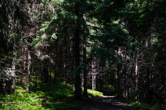 A patch of bright sun pours onto a narrow woodland trail while dense trees loom on both sides. Ferns and needles glow in the light creating a moody passage into deeper shade