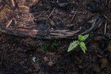 Fototapeta premium Overhead view of a damp forest floor with a curving root worn by travelers. A small fern rises from rich soil and needles as dappled light reveals texture and quiet resilience
