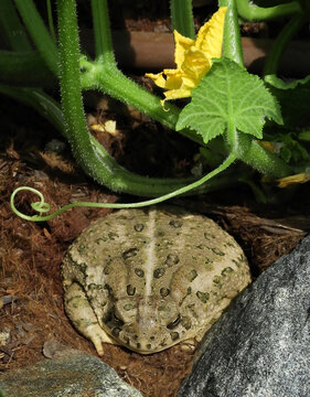 close up of a woodhouse's toad resting under the leaves of a cucumber plant in a backyard in summer in broomfield, colorado