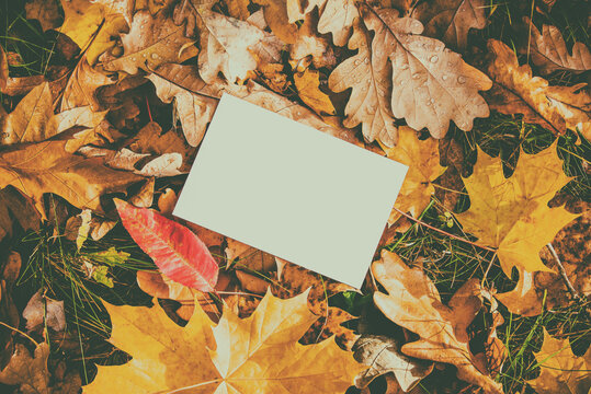 Autumn background-a sheet of white paper on a background of fallen autumn leaves
