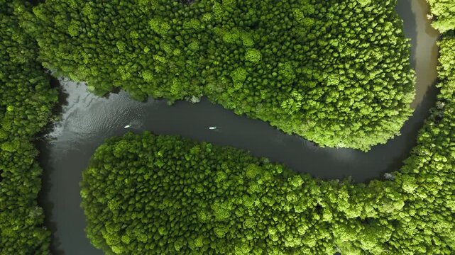 Aerial Drone View of Mangrove Forest at Bintan Island Resort, Indonesia