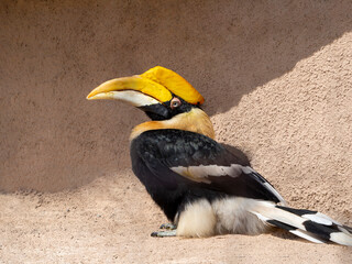A magnificent hornbill. A Great Indian Hornbill perches against a beige wall. Close-up. © Svetlana
