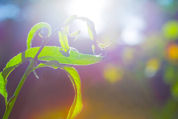 closeup green plant on forest glade in light of sparkle sun, beautiful outdoor natural background © Yuriy Kulik