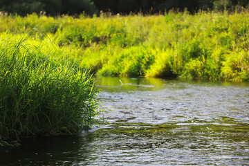 Obraz premium ** Serene River in a Lush Green Meadow on a Sunny Day