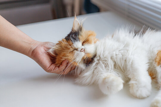 Calico Long-Haired Cat Being Gently Petted While Resting