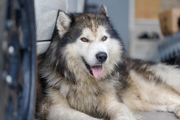 Close-up of Siberian Husky a wet fluffy dog with calm expression © Kaikoro
