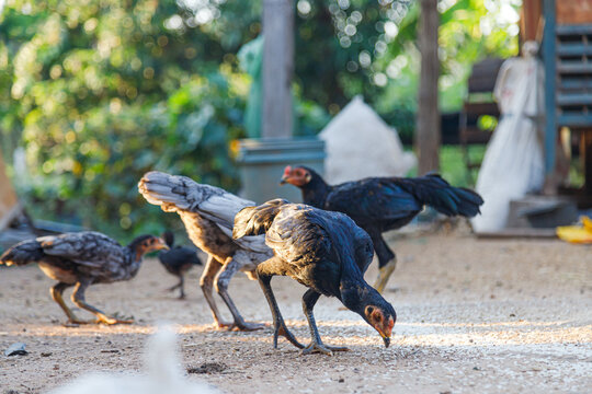 Young free range chickens foraging on a rural farm during golden hour. Natural poultry farming, sustainable agriculture, and backyard livestock concept