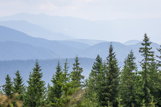 Long rows of spruce trees lead the eye toward hazy blue mountain ranges dissolving into light a calm alpine panorama that captures distance clarity and the refreshing feel of high altitude wilderness