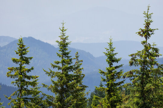 Four tall spruce tops align against a pale mountain skyline their bright needles catching warm light while hazy ridges drift beyond a clean alpine scene suited to banners headers and tranquil designs