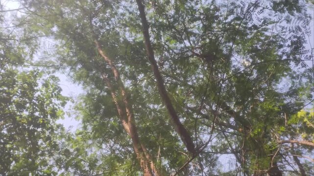 Stock video of green tree leaves and branches swaying in the wind against blue sky. Nature background, forest canopy, peaceful and calm outdoor scene.
