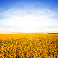Fototapeta premium wide wheat field at the sunset