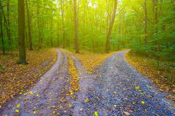 ground road covered by the red dry leaves among the forest © Yuriy Kulik