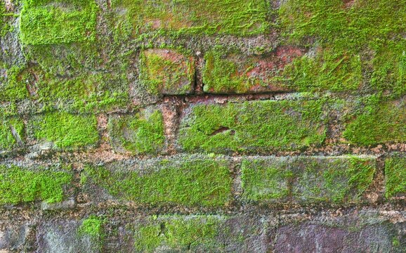 Macro close up of green moss growing on old red brick wall, damp natural wall texture and background.