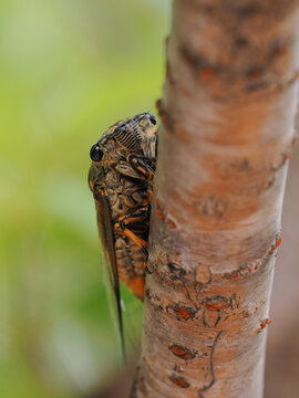 A Chinese cicada on the tree