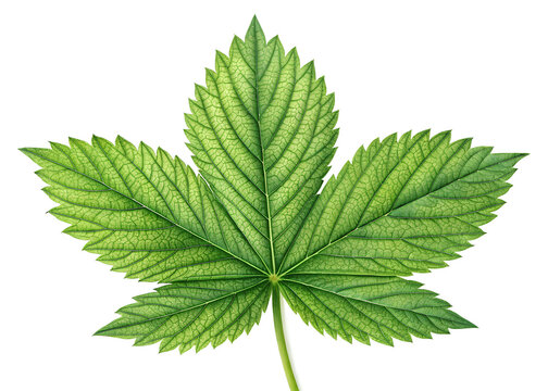 A single fresh green chestnut leaf with detailed veins isolated on a white background isolated on transparent background