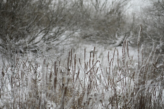White snow on a bare tree branches on a frosty winter day, close up. Natural background. Selective botanical background.