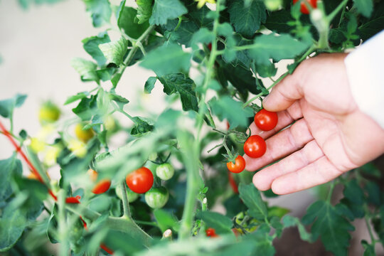 Fresh farm cherry tomatoes on the branches are harvested by the farmer.