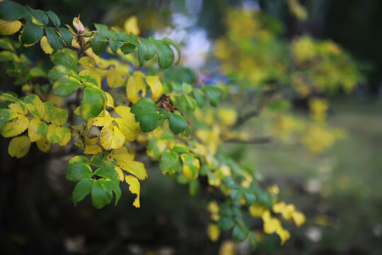 Lively closeup of falling autumn leaves with vibrant backlight from the setting sun