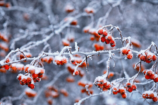 Winter atmospheric landscape with frost-covered dry plants during snowfall. Winter Christmas background