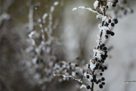 White snow on a bare tree branches on a frosty winter day, close up. Natural background. Selective botanical background.