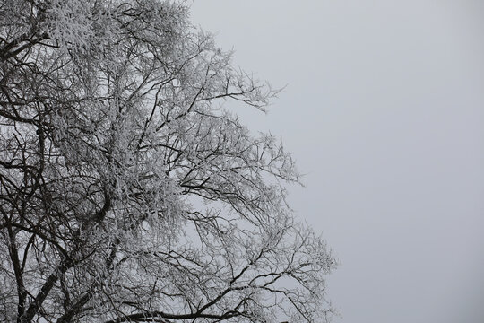 White snow on a bare tree branches on a frosty winter day, close up. Natural background. Selective botanical background.