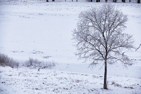 Winter atmospheric landscape with frost-covered dry plants during snowfall. Winter Christmas background